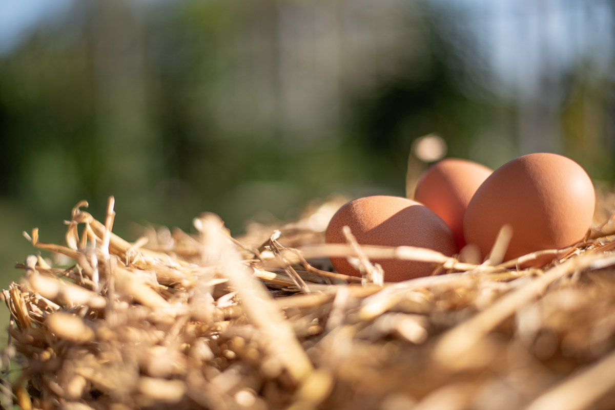 eier-krenn-footer